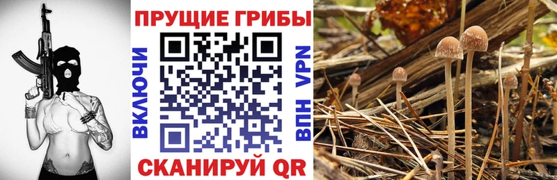 Псилоцибиновые грибы прущие грибы  Заозёрск 